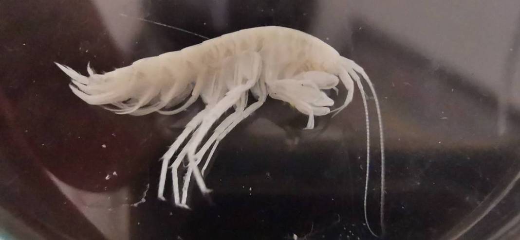 Dünyada ilk kez: Yeni sualtı canlısı türü, Türkiye'nin en derin üçüncü mağarasında keşfedildi! Türk bilim insanlarının başarısı 12